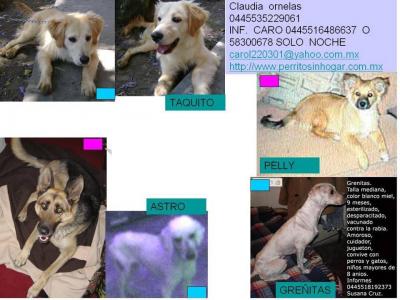 Cartel adopciones perros II