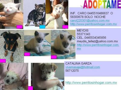 Cartel adopciones perros y gatos III