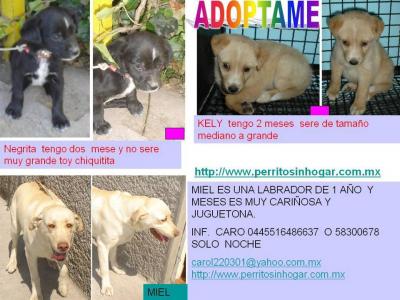 Cartel adopciones perros IV