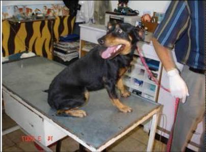 Perro tipo Rottweiler