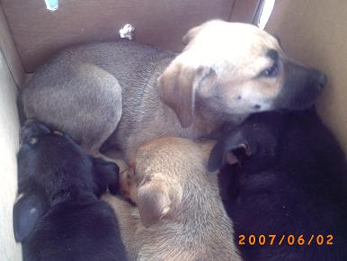 Cuatro perritos en adopción