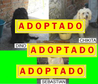 Perros en adopción