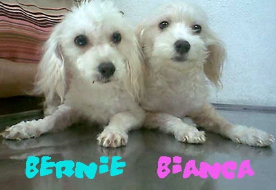 "Bernie" y "Bianca", pareja de cachorros buscan hogar